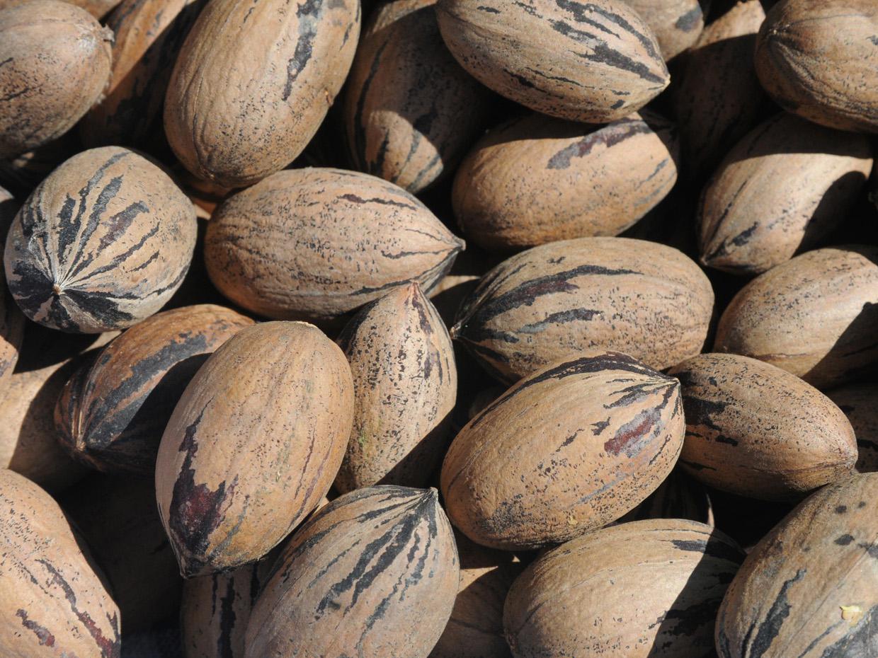 Mississippi pecan growers should see average yields as they begin harvesting the 2010 crop. (Photo by Kat Lawrence)