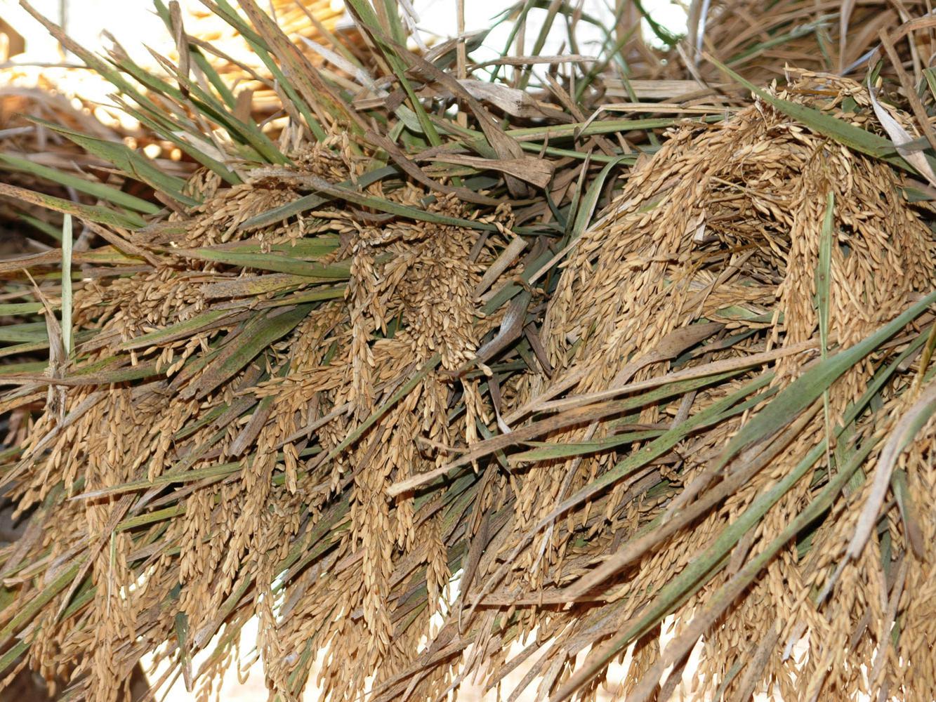 Yields look good so far for Mississippi's rice harvest, which began in mid-August. Reduced yields are expected on rice that was pollinated in the extreme heat of early August. (Photo by MSU Delta Research and Extension Center/Rebekah Ray)