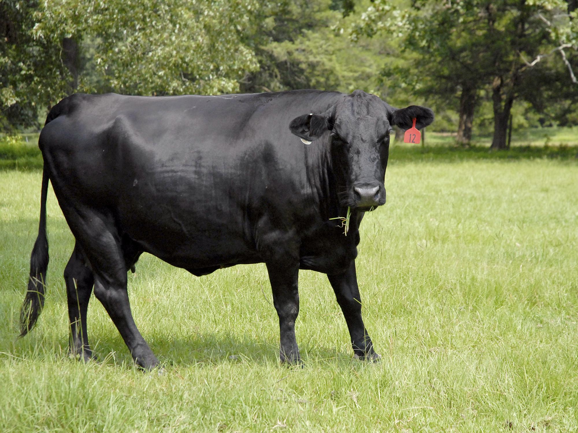 Ample summer rains have provided this cow with plenty of grass in her Oktibbeha County pasture on Aug. 16, 2013. (Photo by MSU Ag Communications/Linda Breazeale)