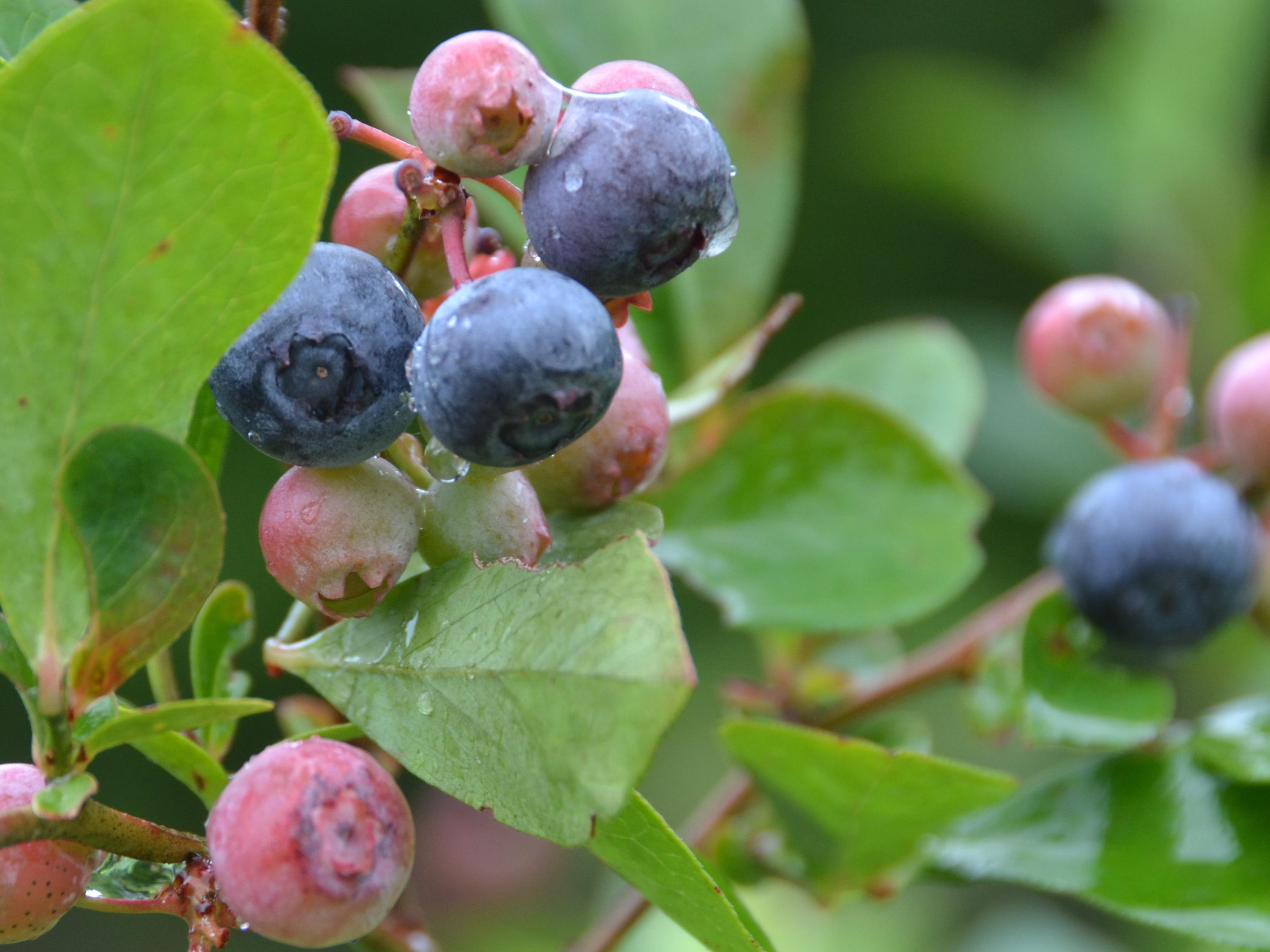 Blueberries in this Hinds County yard are beginning to ripen on June 25, 2014. A cold winter and spring delayed blueberry maturity and harvest for growers throughout the state. (Photo by MSU Ag Communications/Susan Collins-Smith)