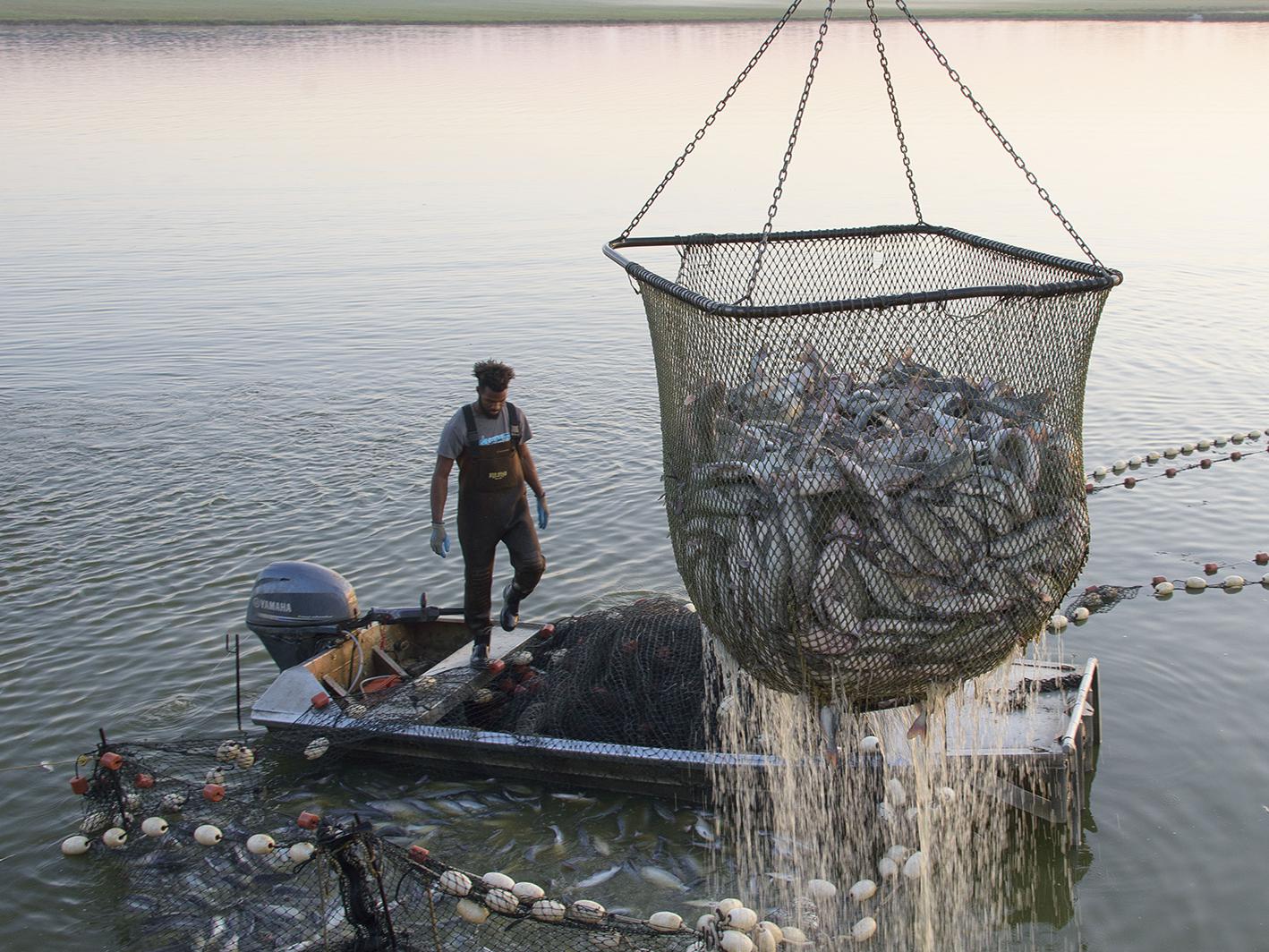 Mississippi catfish sales in 2016 from the state’s 150 farms totaled more than $213 million, nearly $100 million more than the nearest competing state. Catfish are shown being seined at Lee Farms in Noxubee County on March 21, 2017. (Photo by MSU Extension Service/Kevin Hudson)