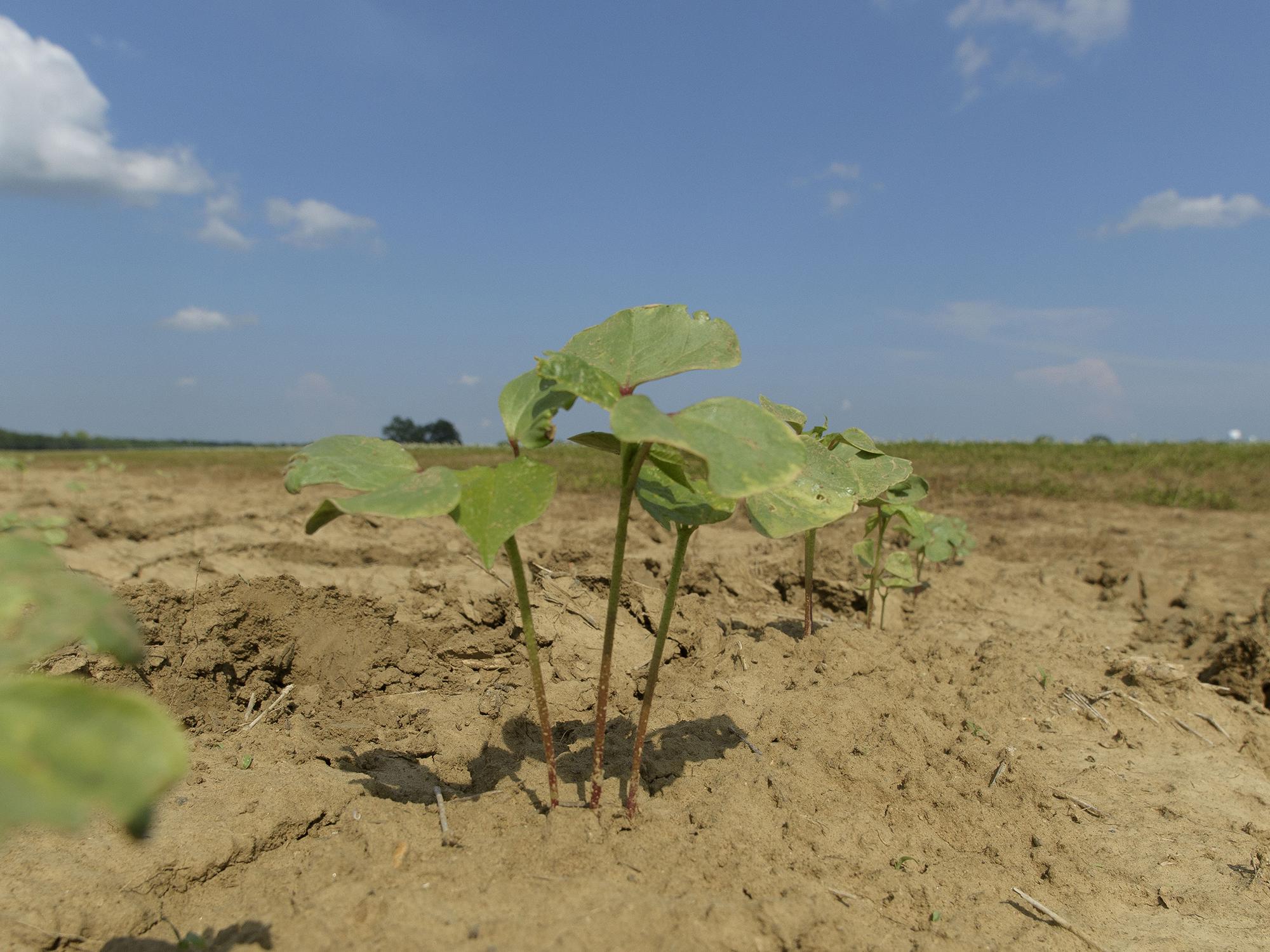 Green baby cotton plants poke through soil.