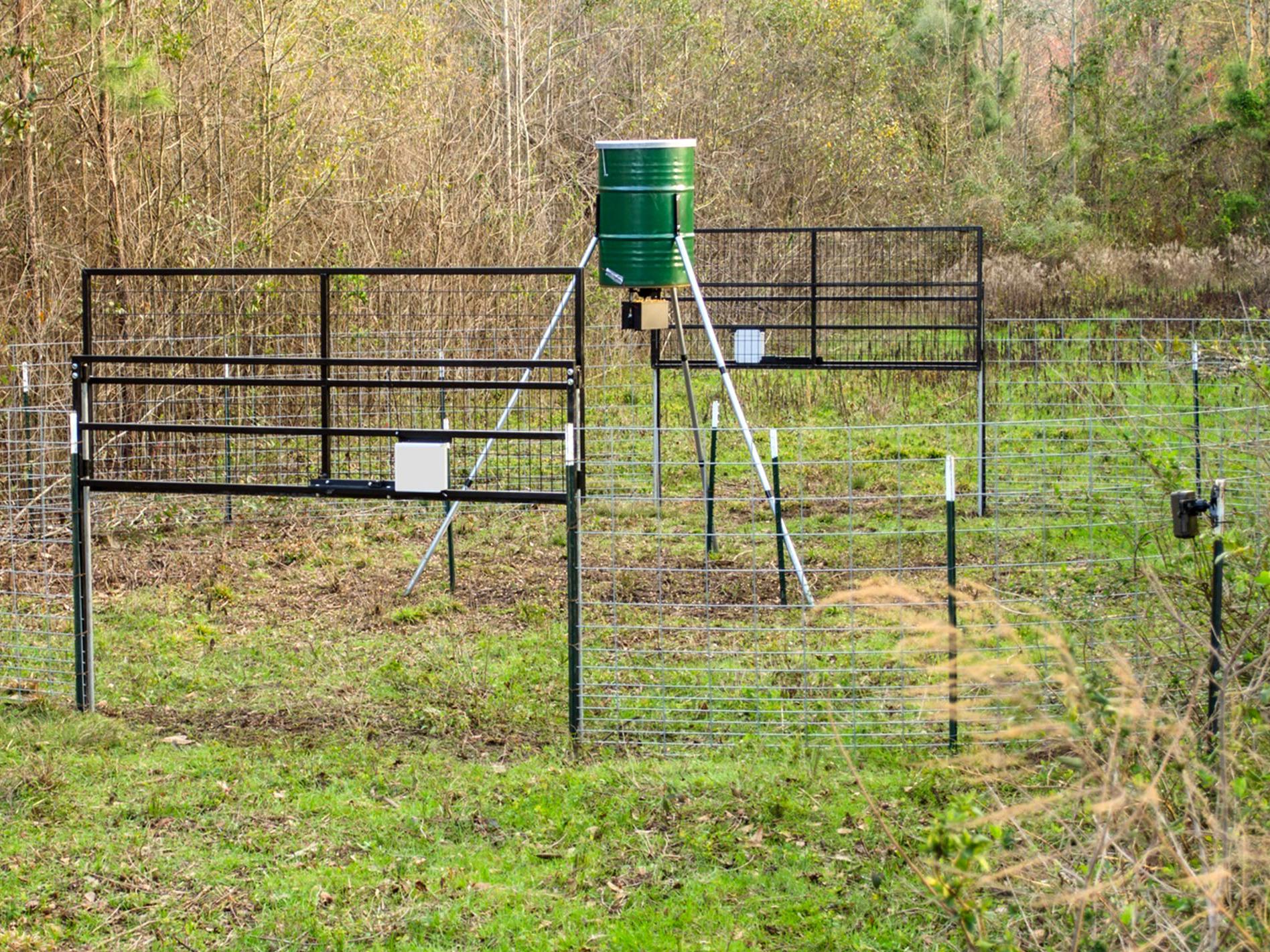 Two sturdy wire gates are raised in the large round corral trap. An automatic feeder on a tall tripod is inside the pen.