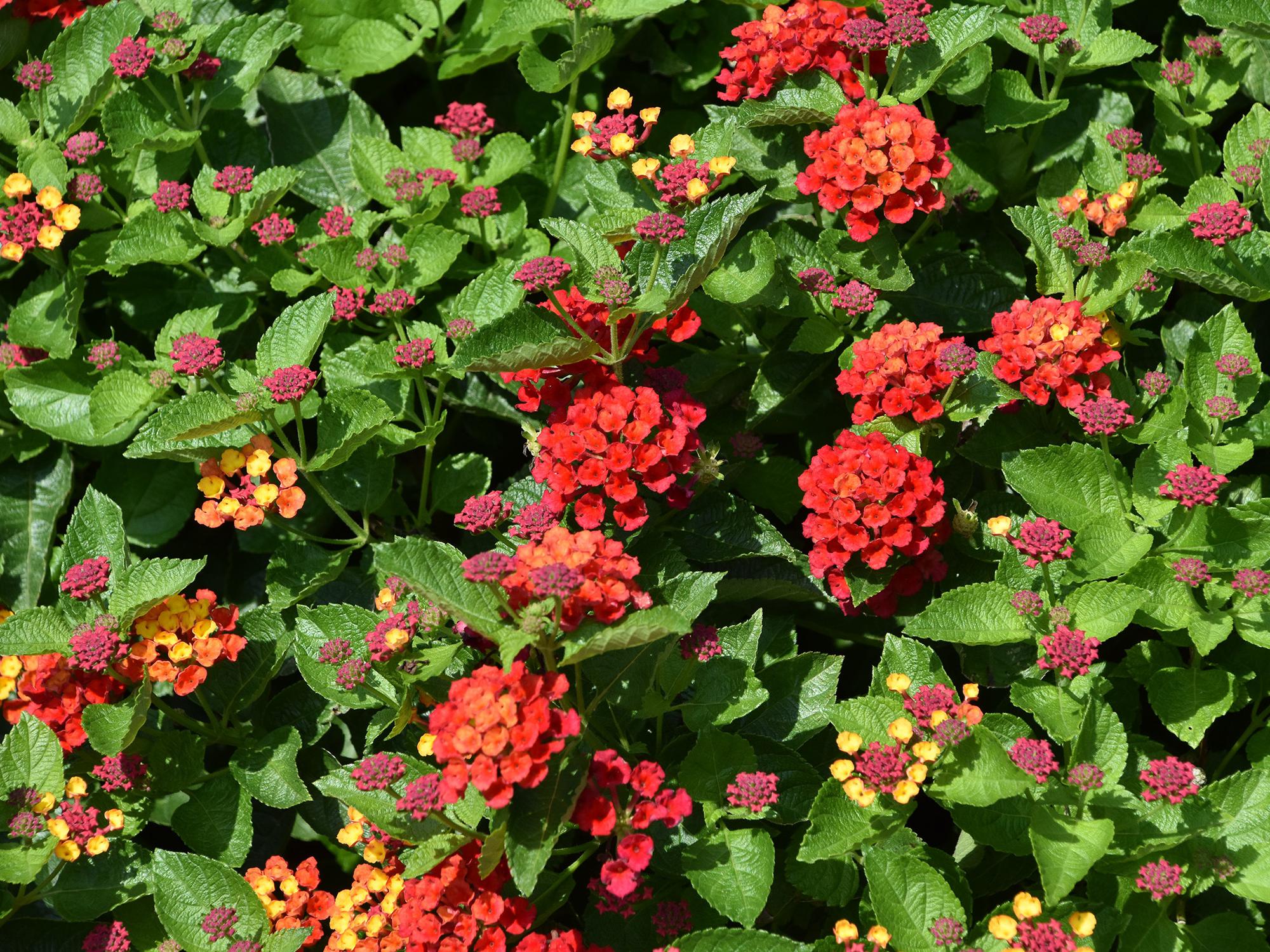 Clusters of bright red flowers are seen on a background of green leaves.