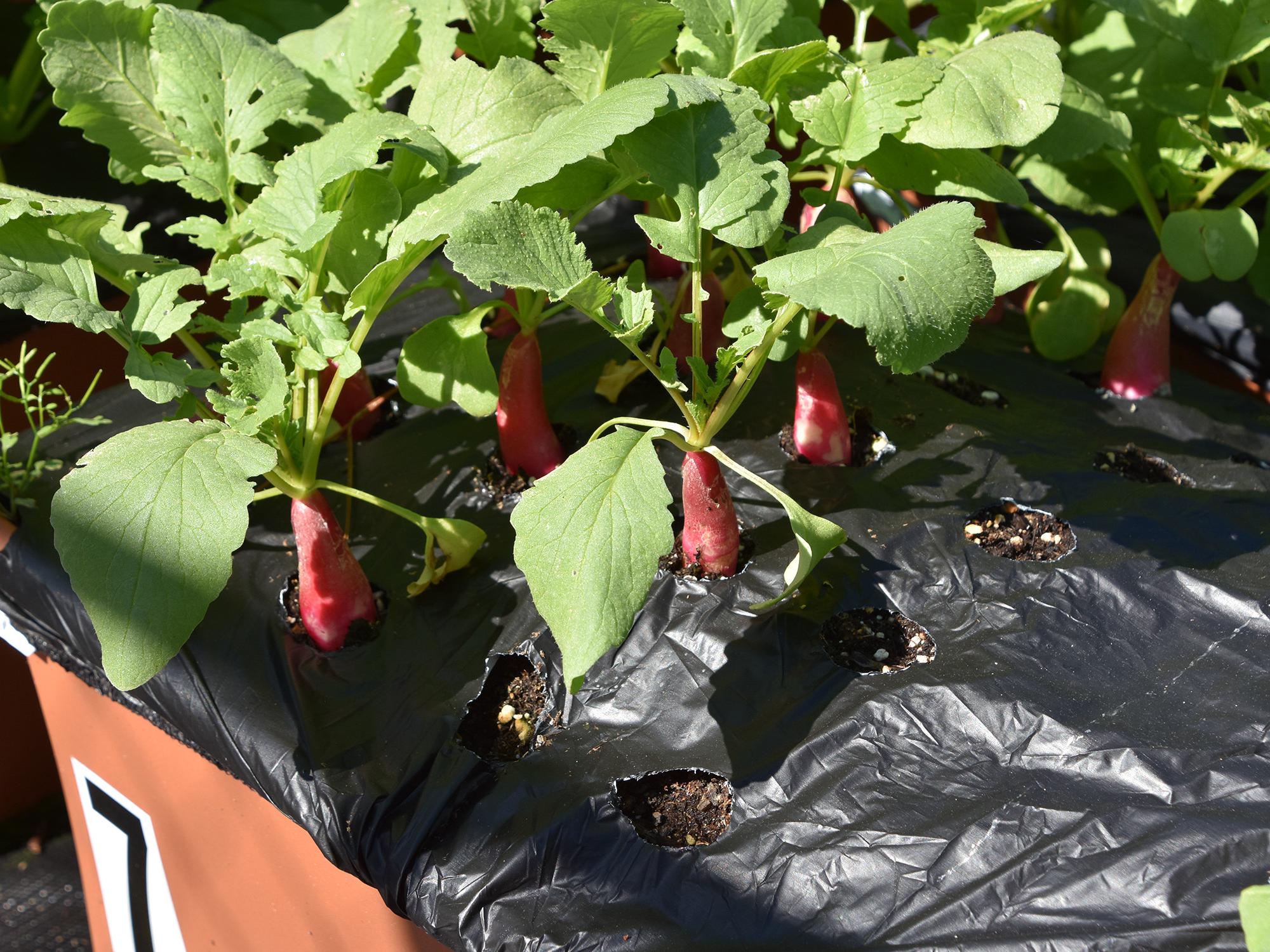 Long, red radishes rise above the soil beneath leafy green tops.