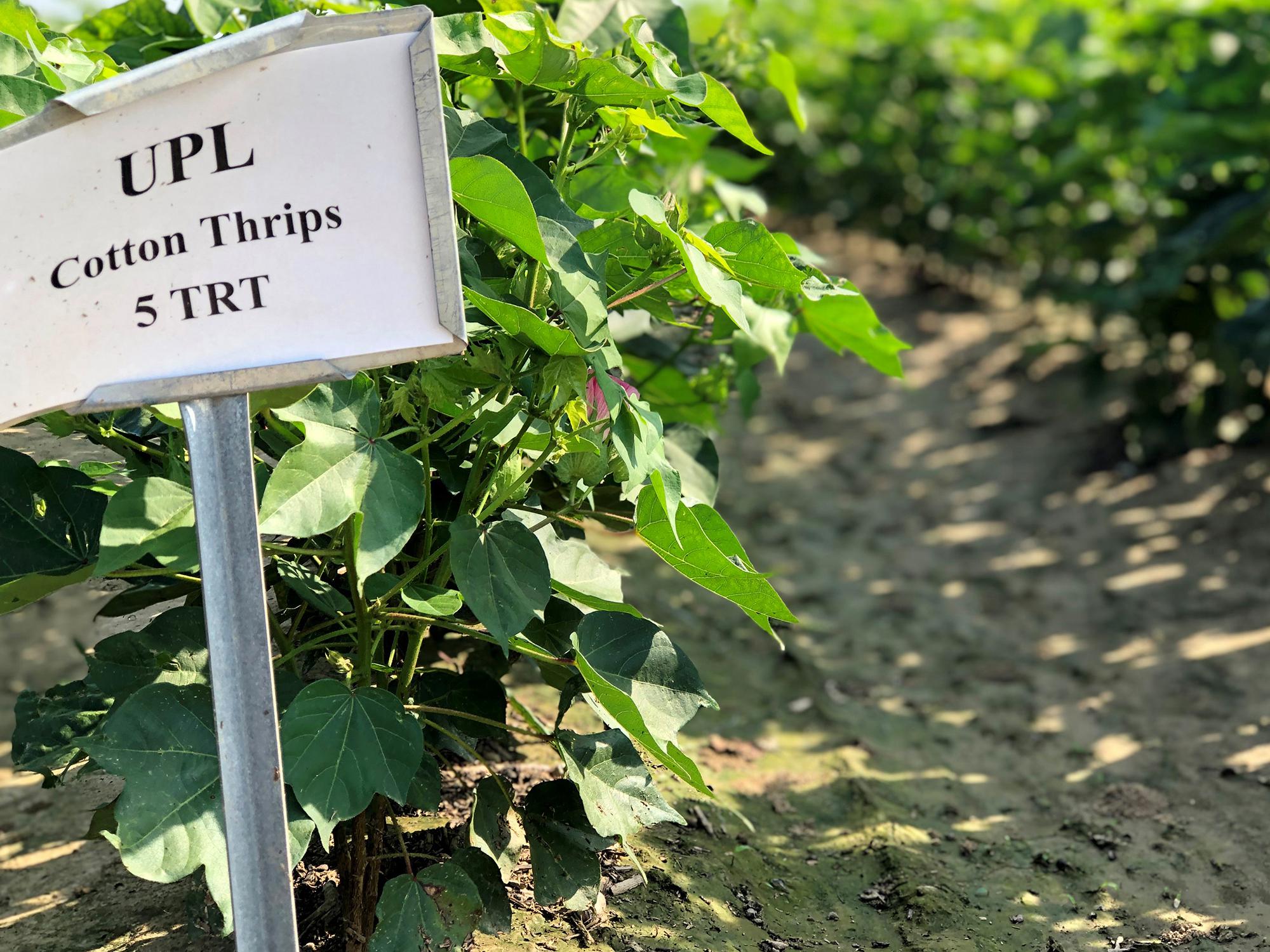 A small, white sign on top of a silver stake in the foreground tells what kind of cotton plants are behind it. In the background are rows of cotton plants with green leaves but not yet containing cotton blooms.