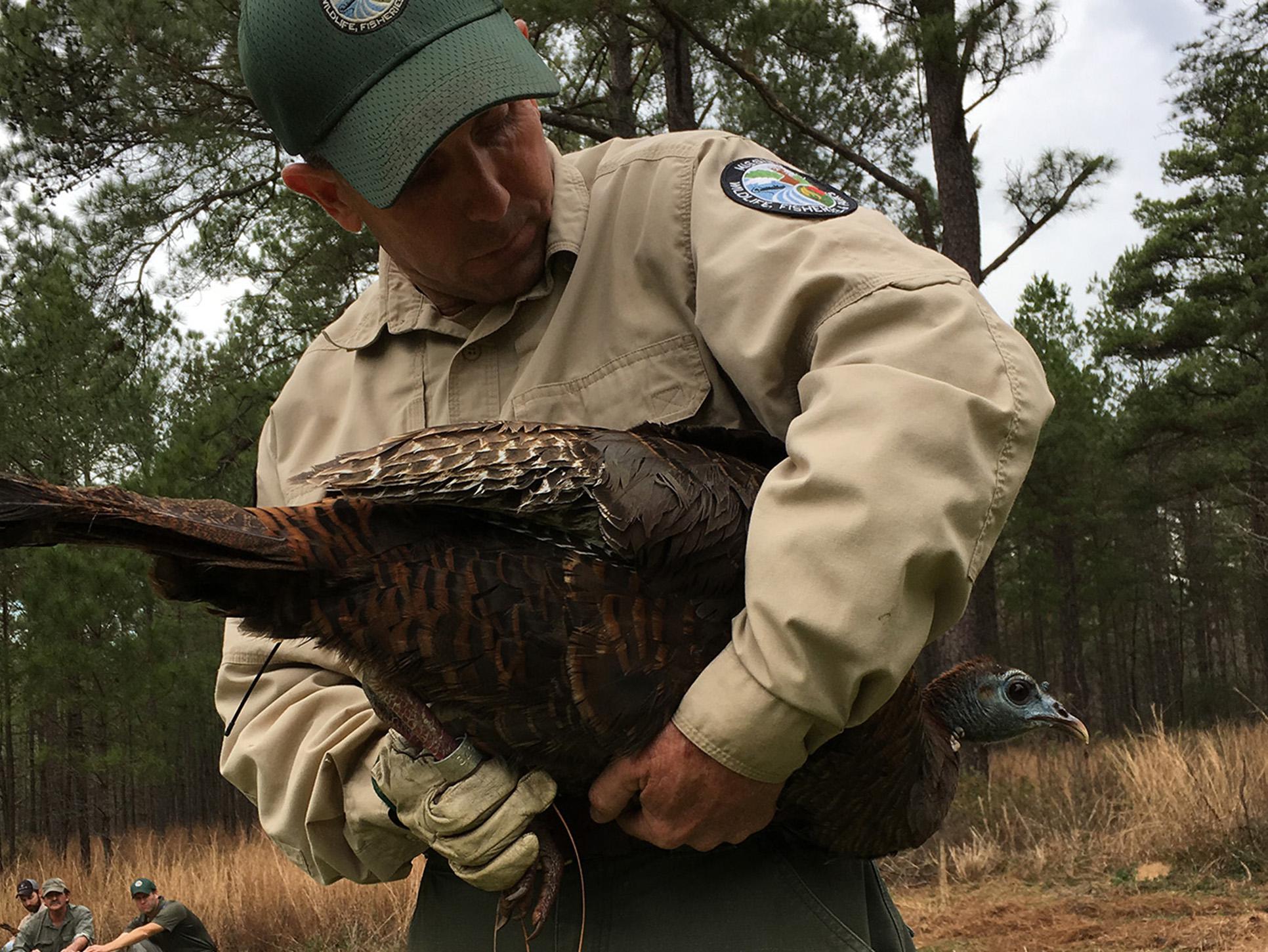 A man in a conservation officer uniform stands looking down at a large bird held under his arm.