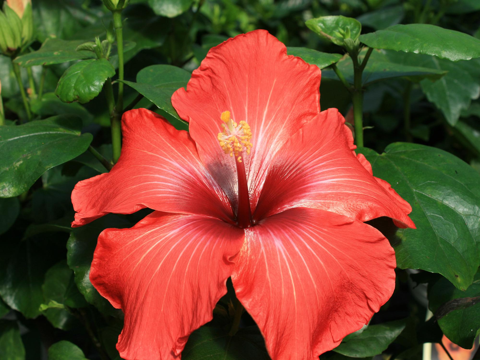 Five bright orange-red petals surround a tall stamen that is dark red at the base and yellow at the tip. Dark green leaves surround the flower.