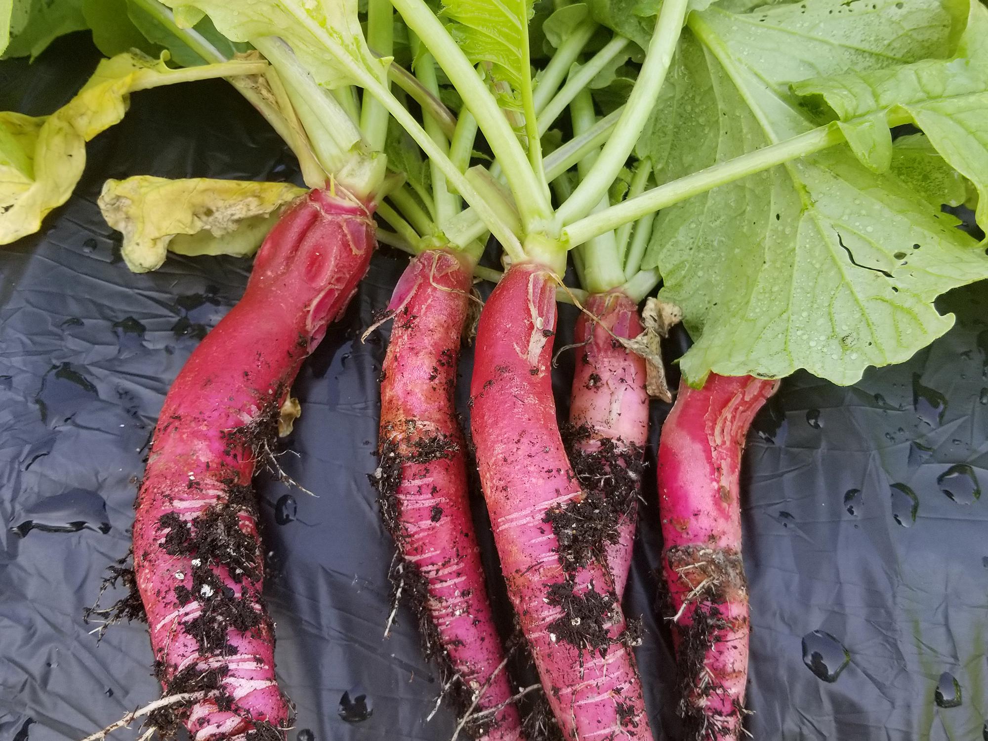 Five red radishes with green shoots rest on a black mat.