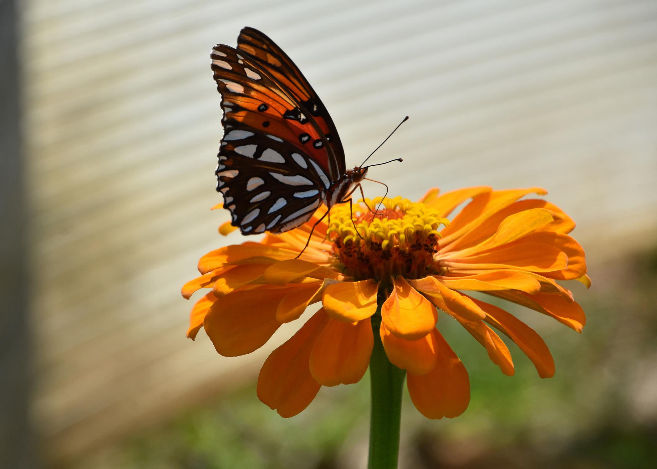 A black butterfly with red and white spots stands on top of a single orange bloom.