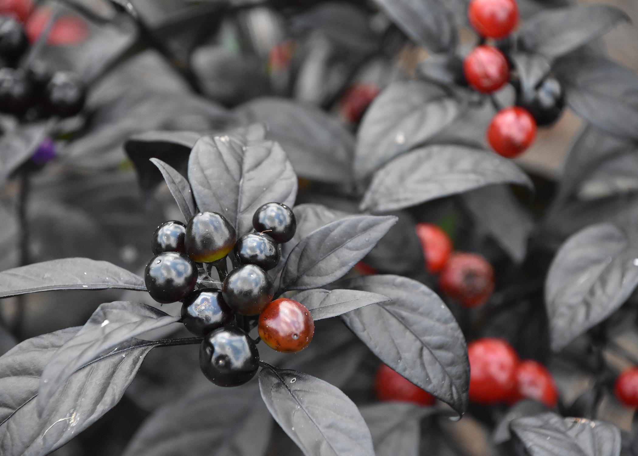 Clusters of round, red fruit and black fruit are held above black leaves.