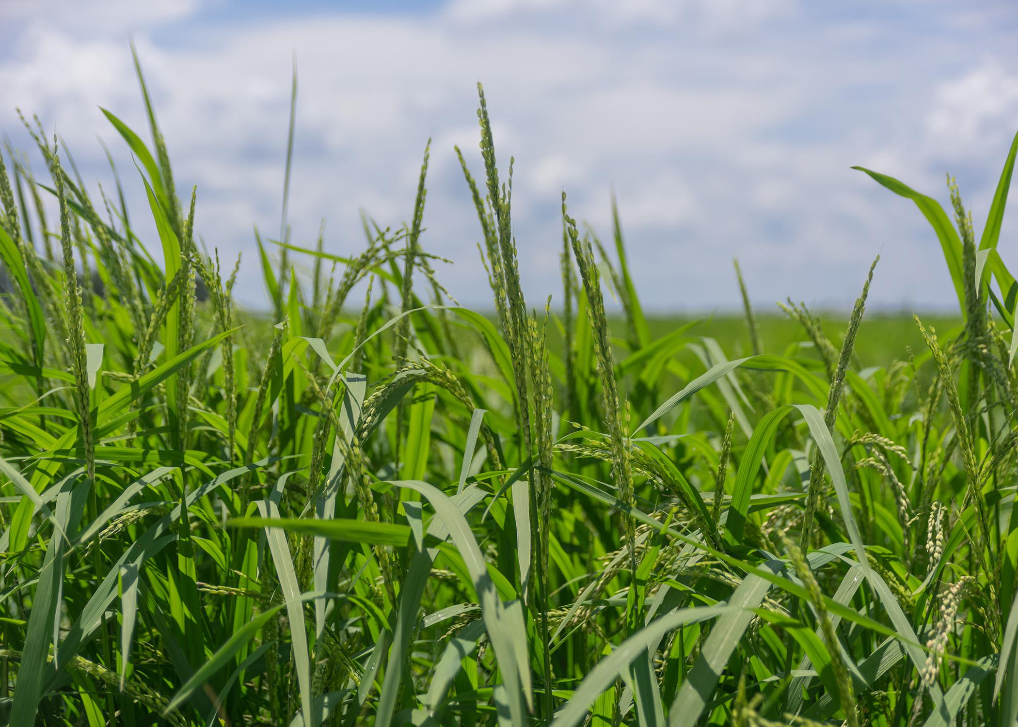 Rice in a field