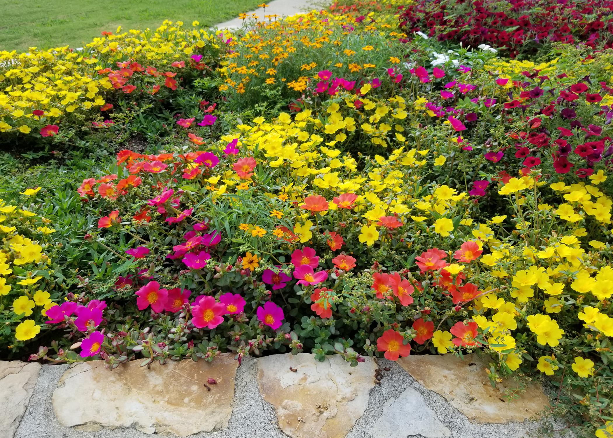 Low plants are covered in yellow and purple blooms. 