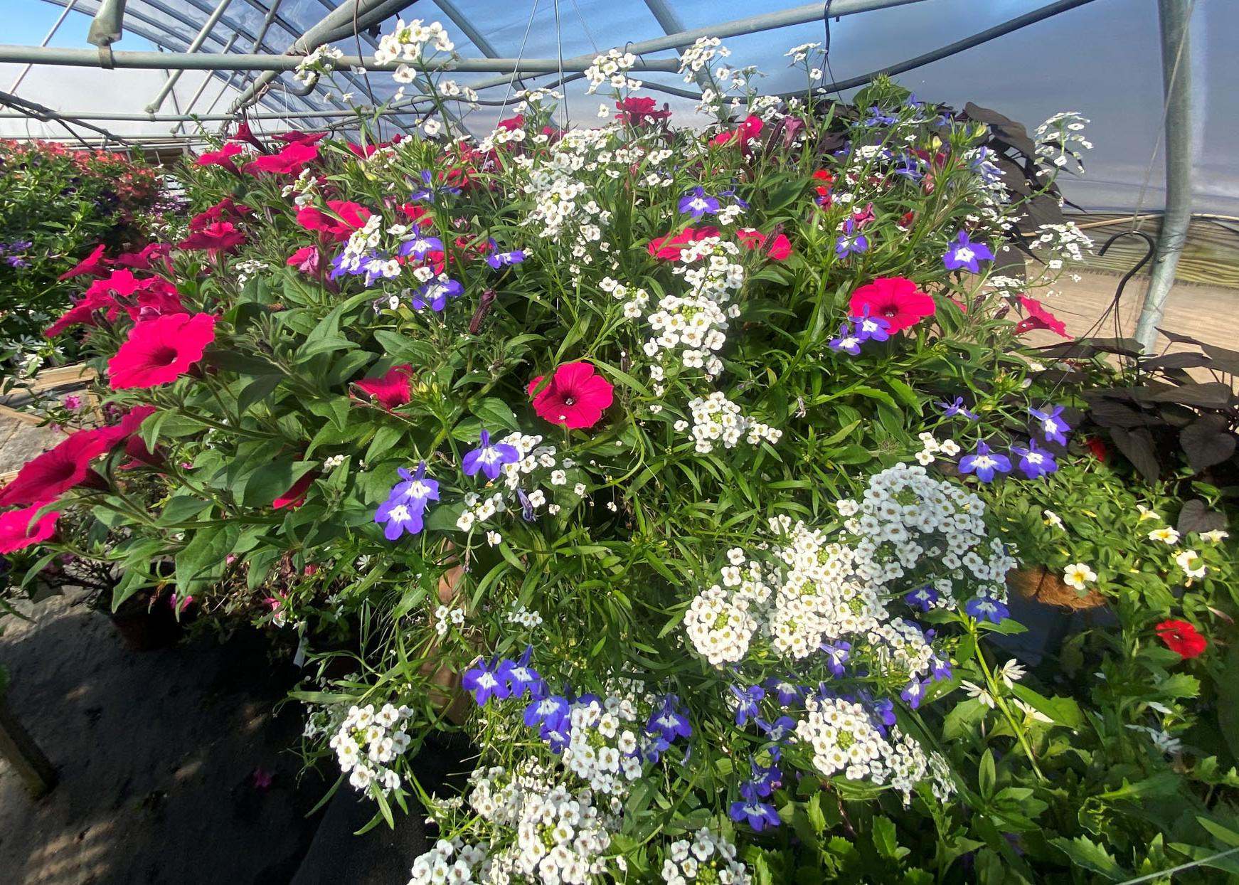 Red, white and purple flowers bloom above foliage.