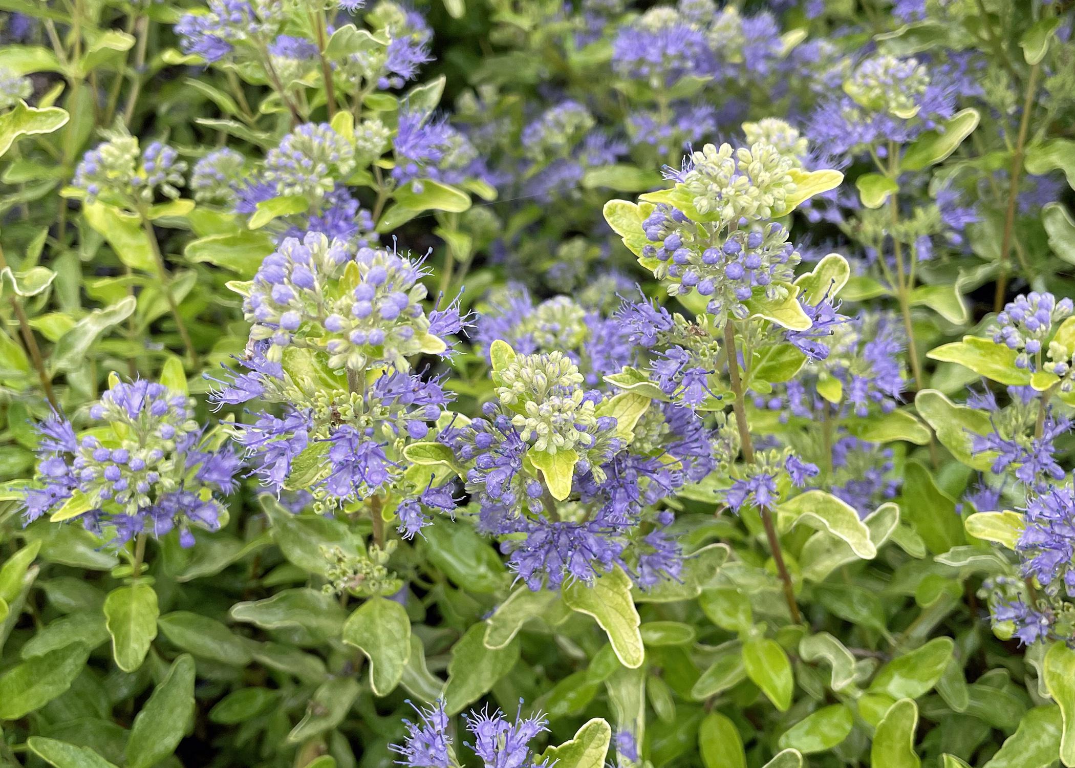 Tiny purple flowers bloom on golden foliage.