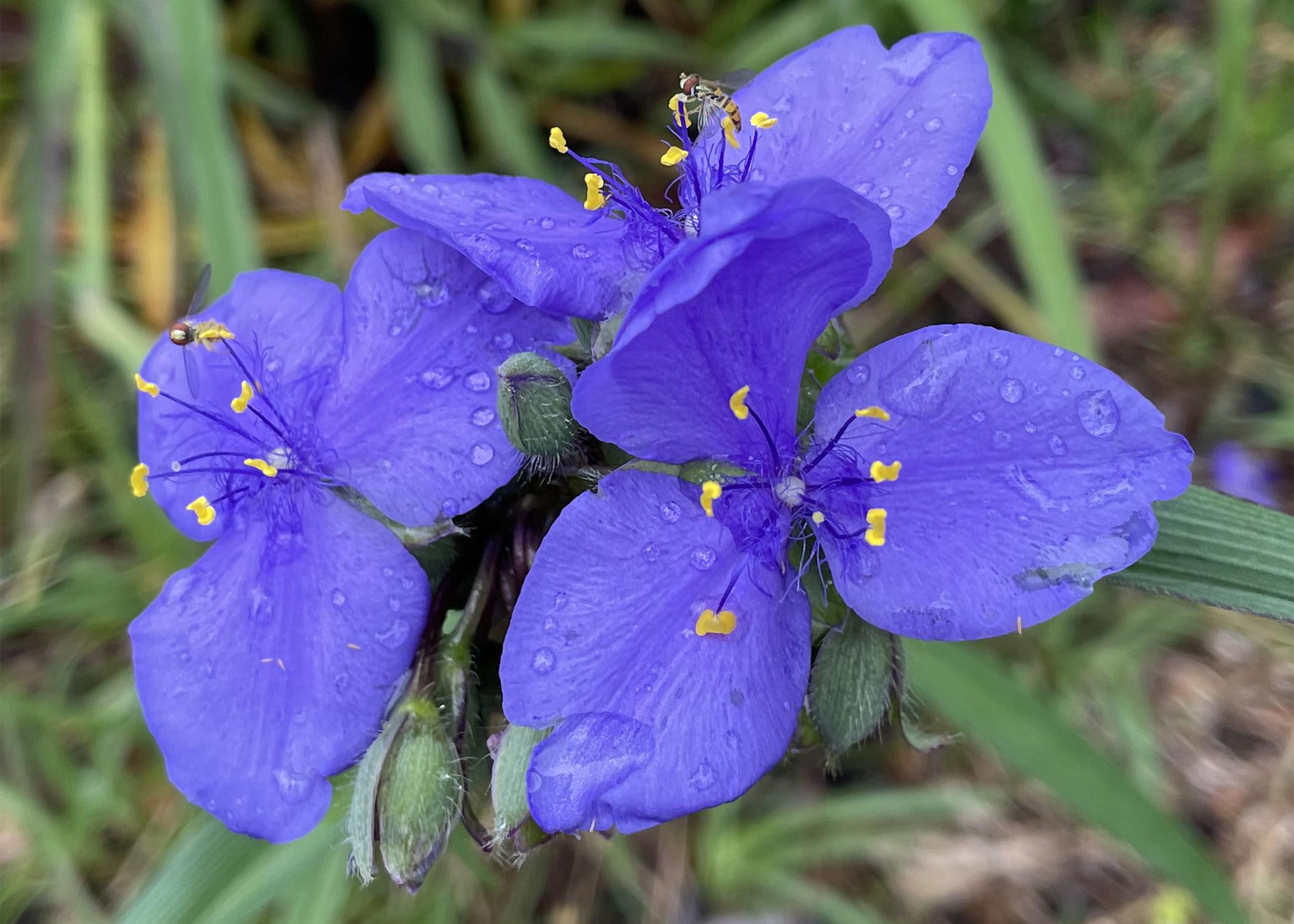 Three purple flowers bloom in a small cluster.