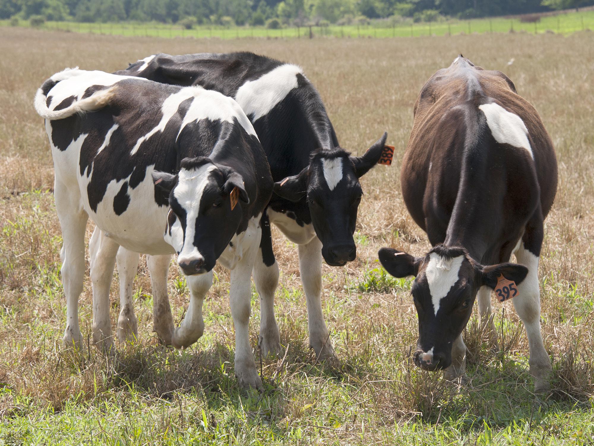 Increased milk production nationwide is driving down profits for Mississippi dairy farmers. (Photo by Kat Lawrence/MSU Extension Service)