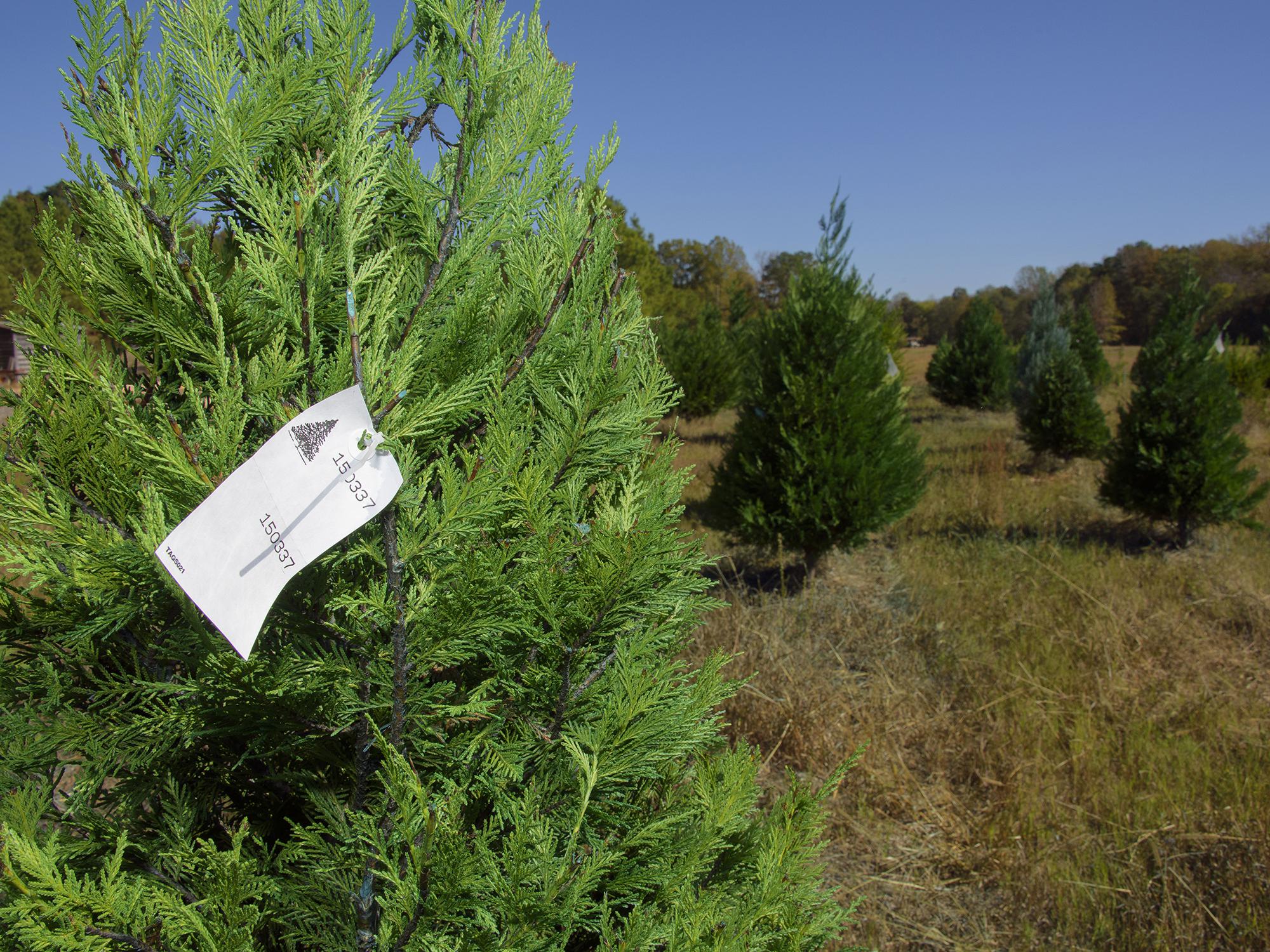 Recent drought conditions have not kept Swedenburg’s Christmas Tree Farm in Columbus, Mississippi, from having a solid production year. (Photo by MSU Extension Service/Kevin Hudson)