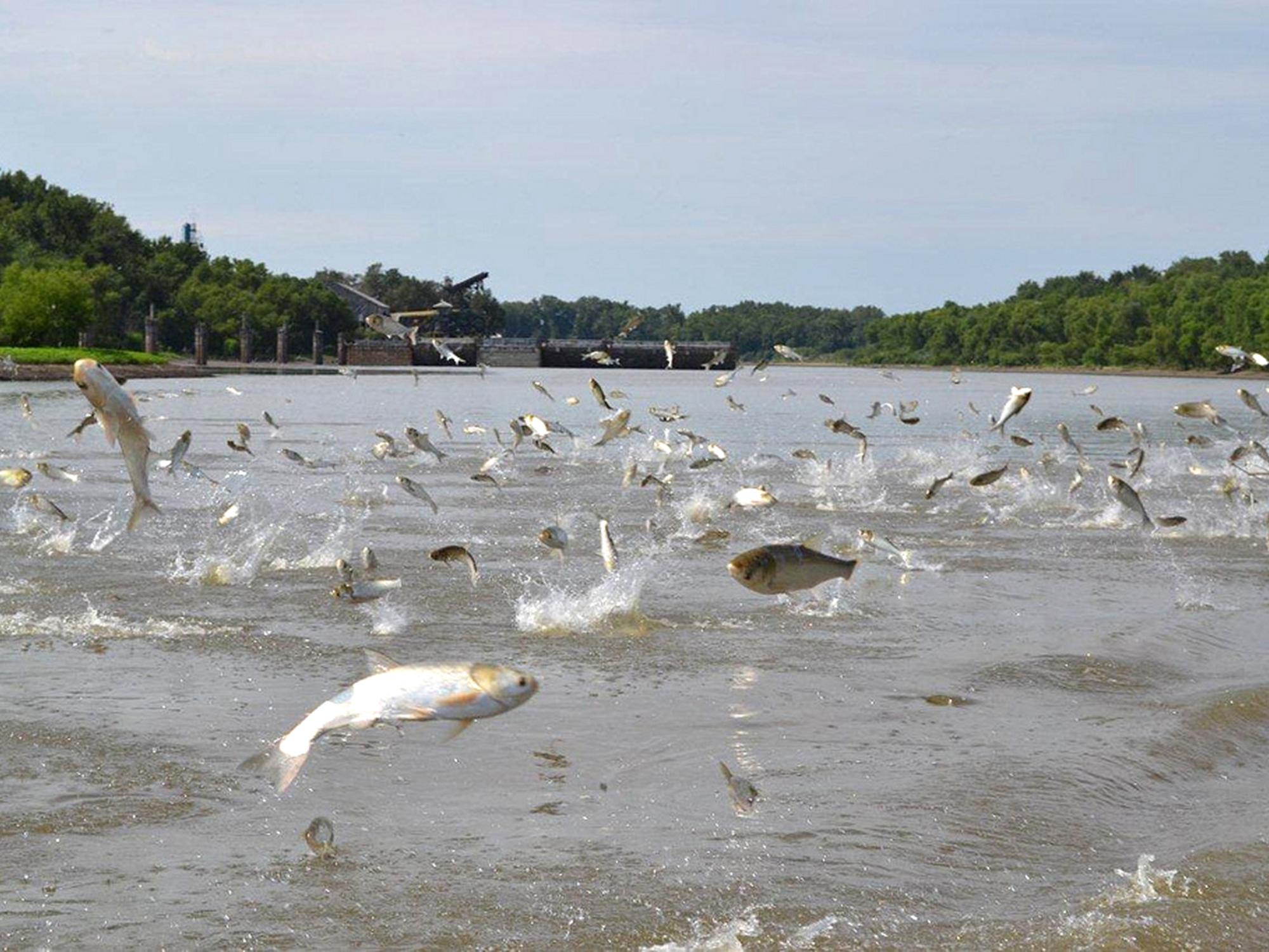 Silver carps jump above the water's surface on the Mississippi River. The presence of silver carp, a type of Asian carp, in rivers and streams reduces the number of quality-sized native fish because they compete against each other for food. (Photo courtesy of Asian Carp Regional Coordinating Committee)