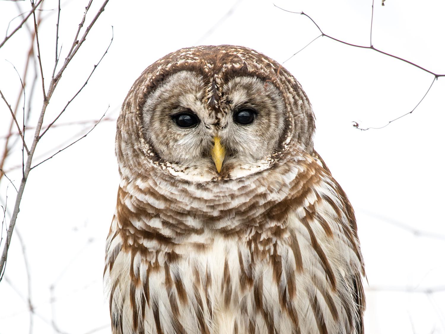 The piercing stare of the Barred Owl can catch a hunter’s attention.  (Photo by Bill Stripling)