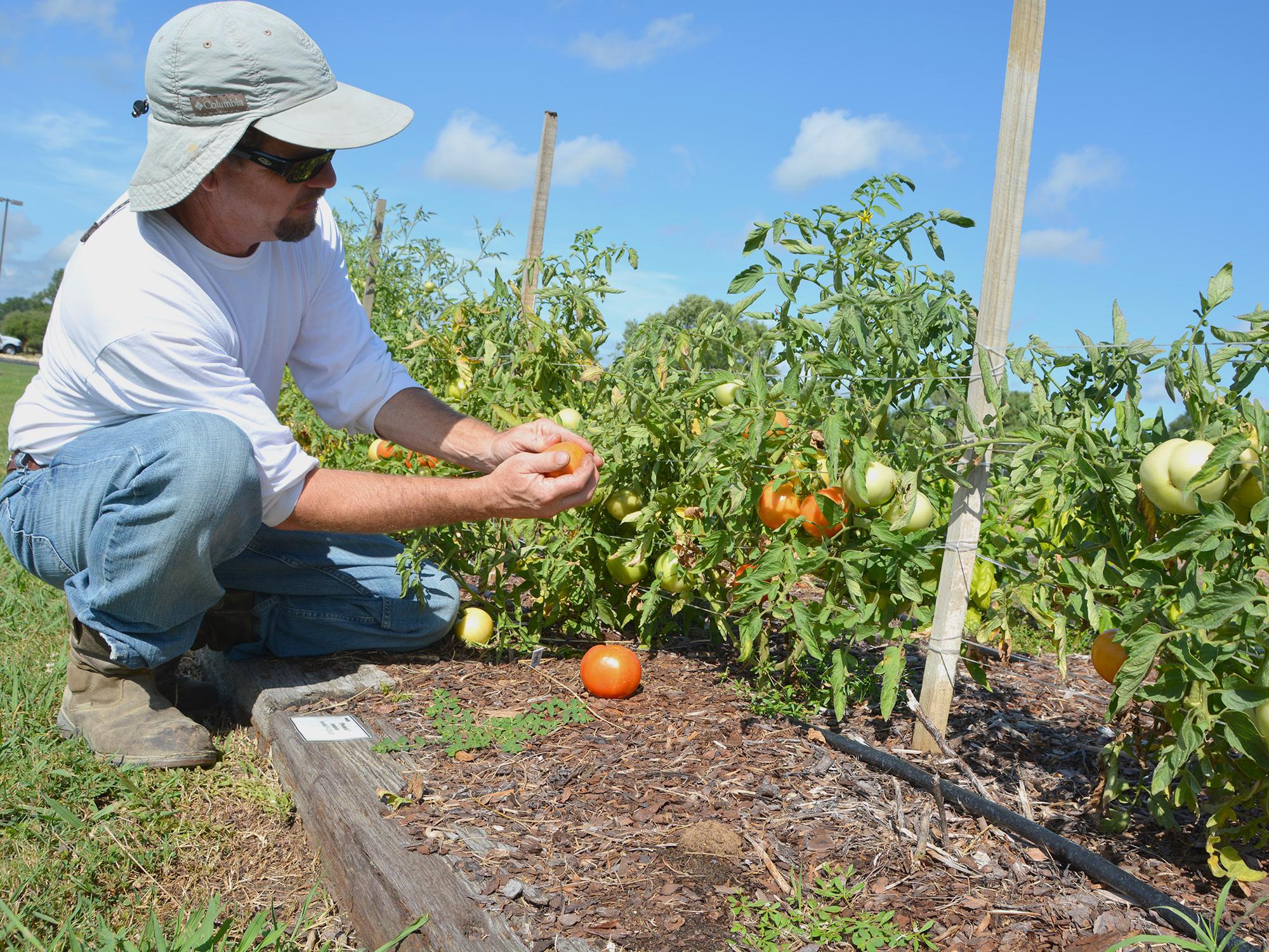 Truck crop production is increasing steadily in Mississippi as consumers demand high-quality, local produce. Thomas Horgan examines tomatoes growing in test plots at Mississippi State University's North Mississippi Research and Extension Center in Verona on July 16. (Photo by MSU Ag Communications/Bonnie Coblentz)