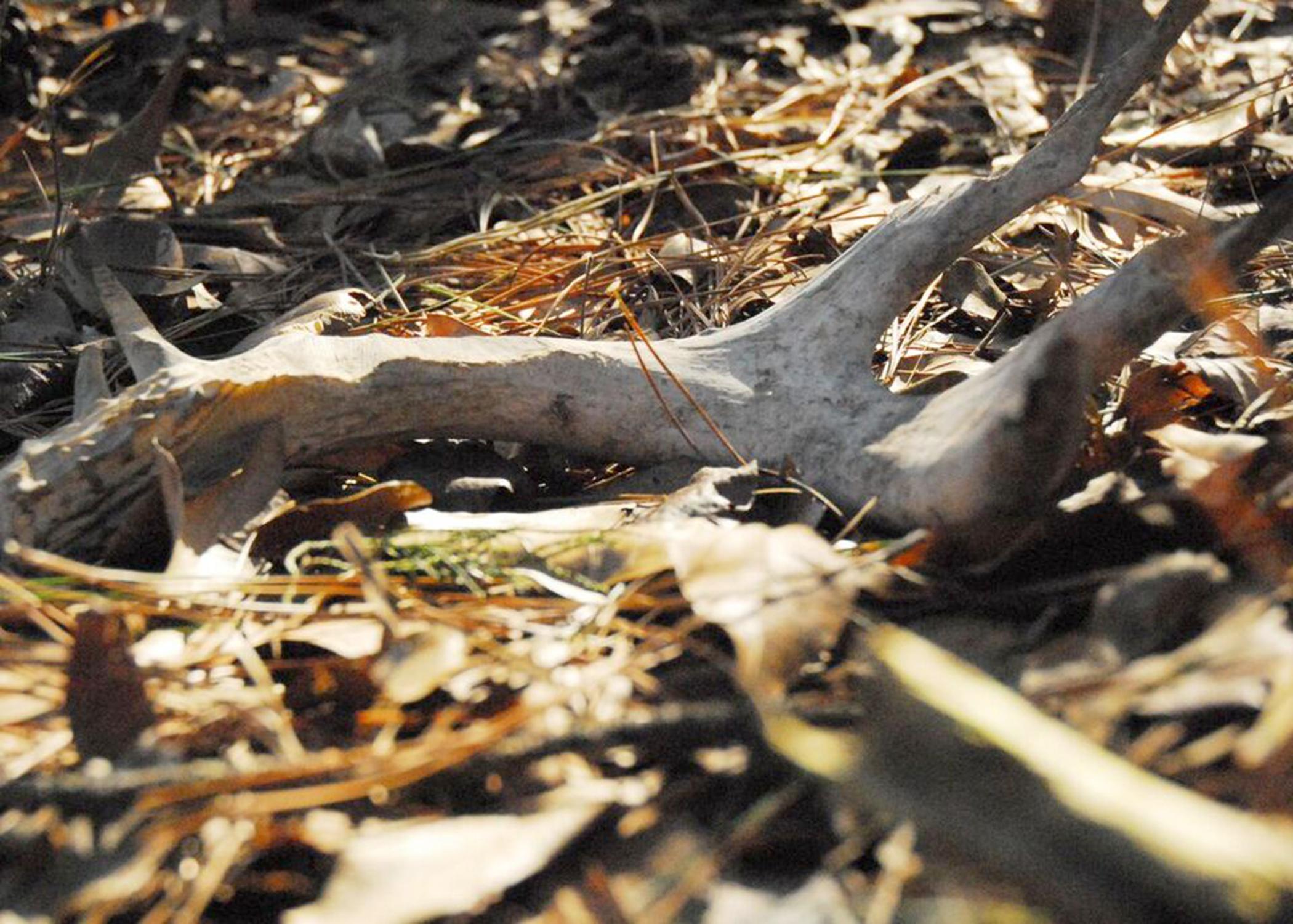 After the winter breeding season, male white-tailed deer shed their antlers, which sometimes can be found by naturalists walking through the woods. (Photo by MSU Extension/Melissa Grimes)