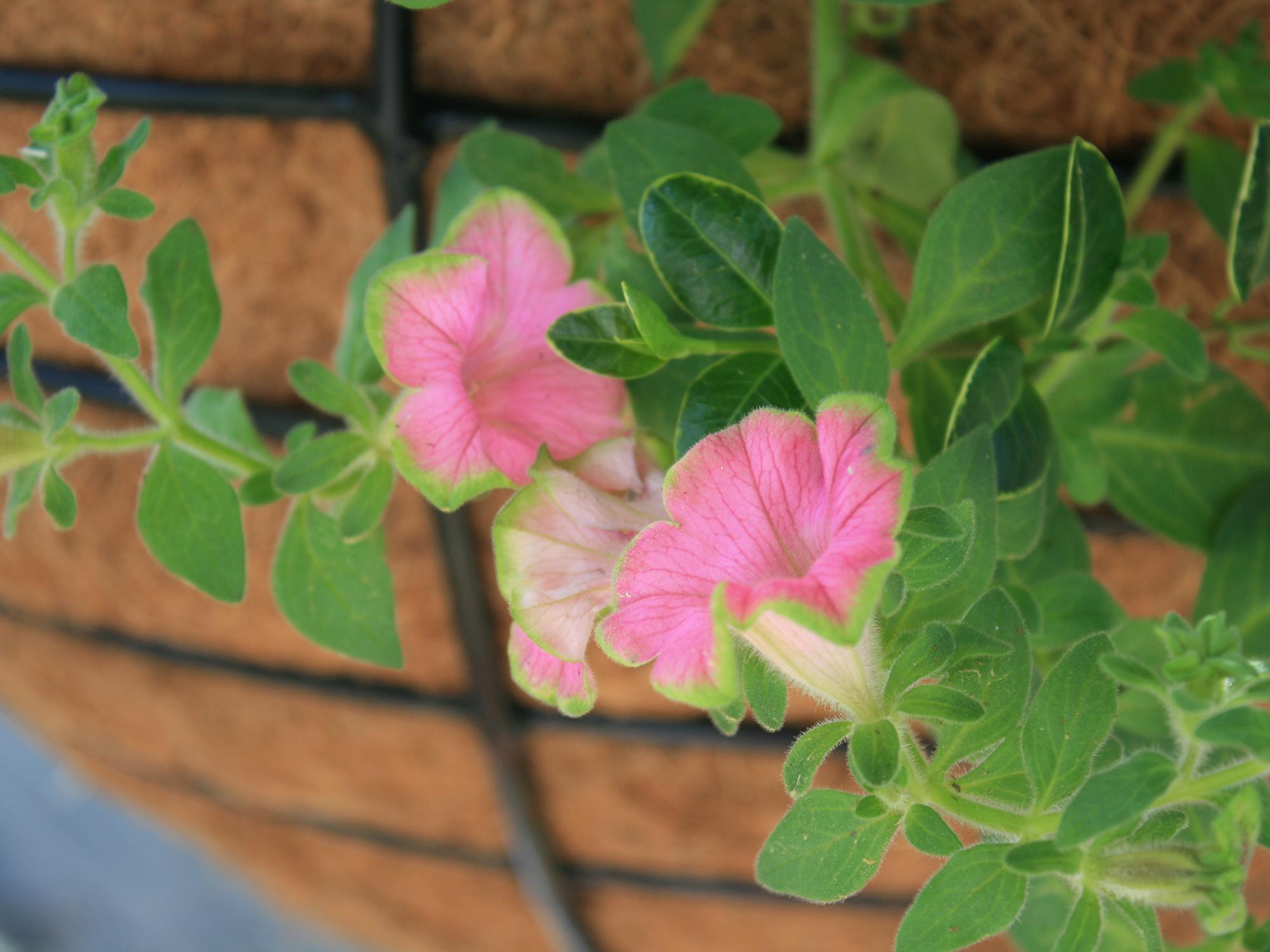 Supertunias are big, bold and free-flowering plants ideal for summer blooms. They come in a variety of colors, including this Picasso in Pink Supertunia. (Photo by MSU Extension/Gary Bachman)