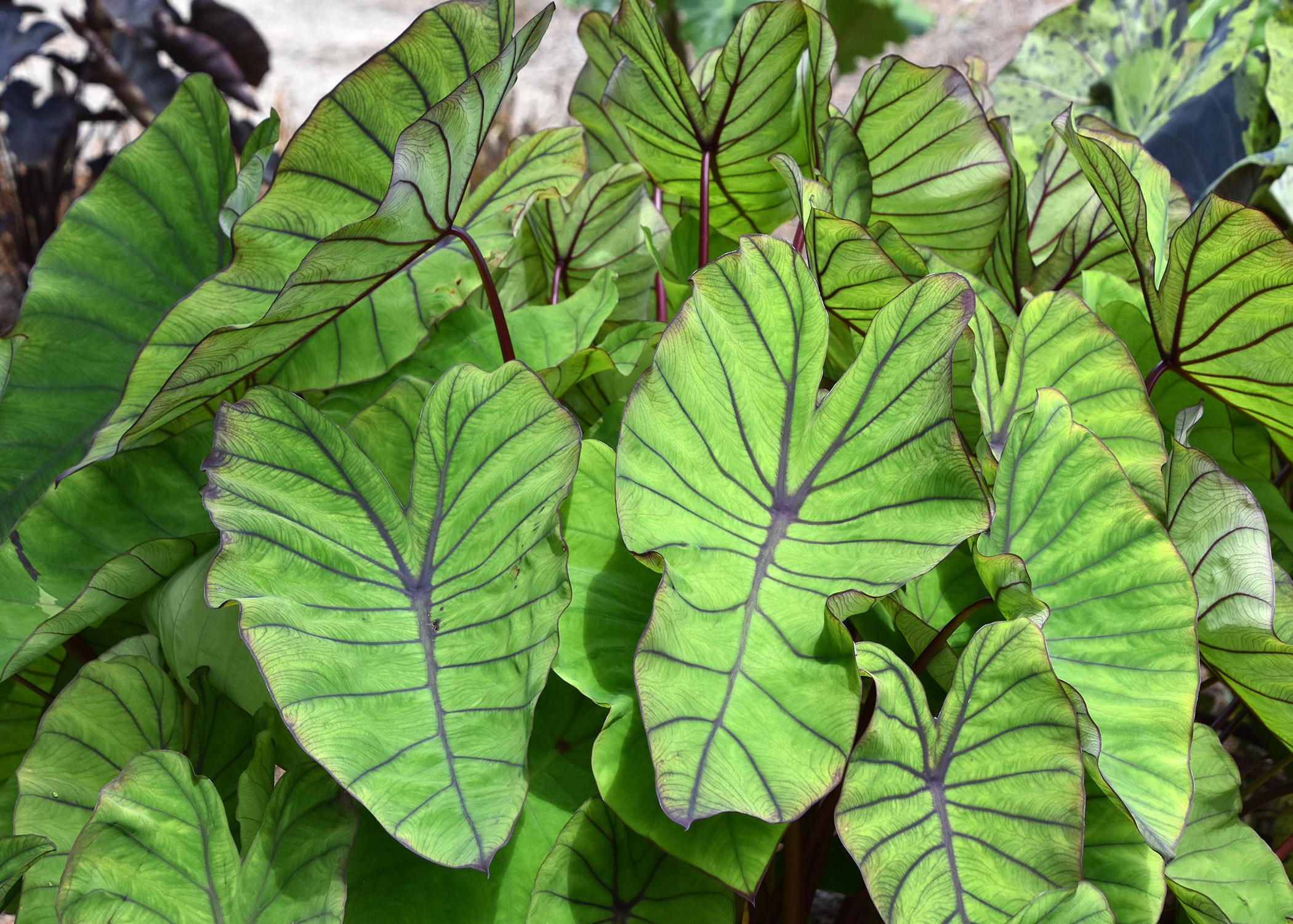 Colocasia Blue Hawaii is an elephant ear variety with large green leaves featuring prominent bluish-purple veins and wavy edges. (Photo by MSU Extension Service/Gary Bachman)