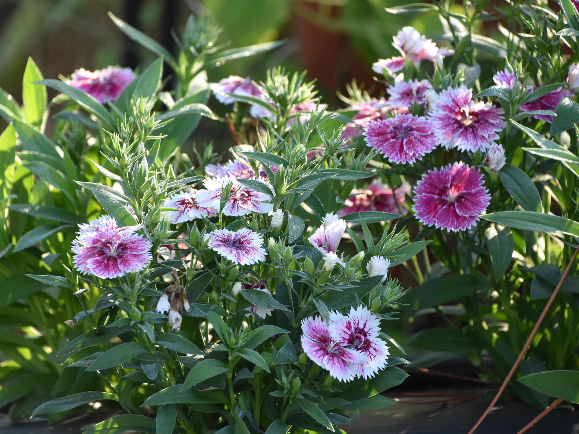 Dianthus is a great choice for fall garden color. This bicolor Telstar Pink picottee selection is perfect for mass planting in the landscape. (Photo by MSU Extension/Gary Bachman)