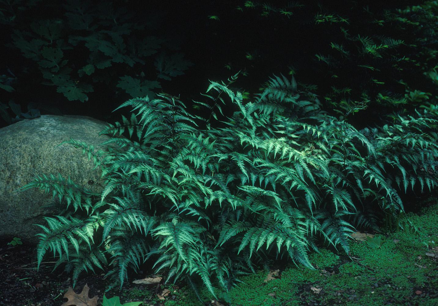 The Perennial Plant Association named Athyrium niponicum Pictum the 2004 Perennial Plant of the Year. This perennial low-maintenance Japanese painted fern is one of the showiest ferns for shade gardens.