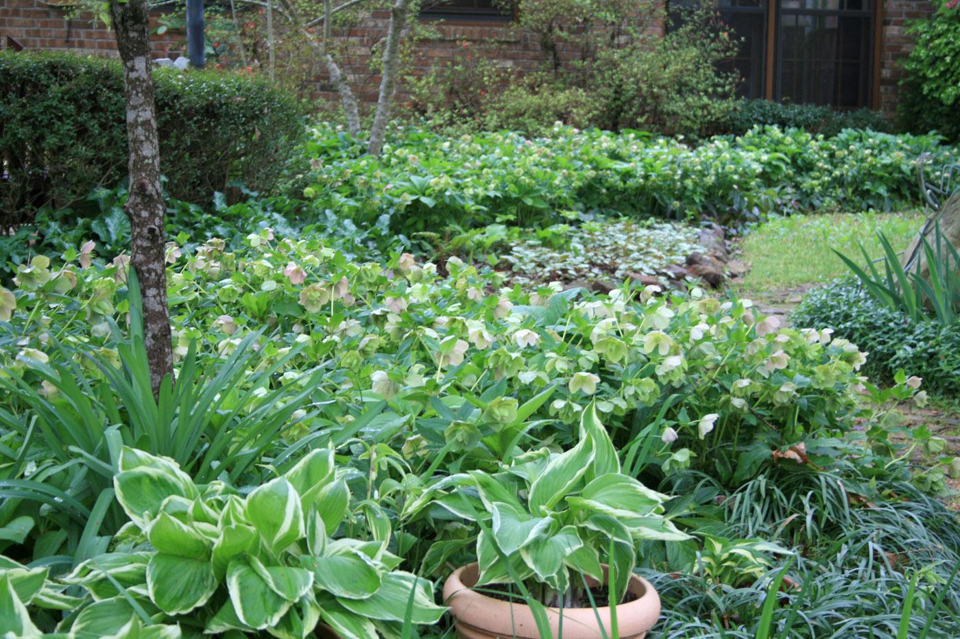 Colonies of Lenten rose announce the arrival of spring with their nodding green flowers, some tinged pink. This flowering perennial is long-lived and ideal for the shade garden. (Photo by Gary Bachman)