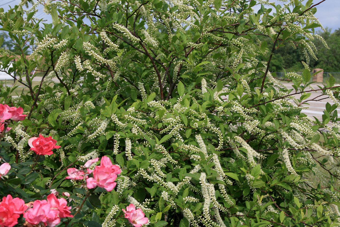 Virginia sweetspire produces long-lasting blooms that are up to 6 inches long and resemble fireworks. Here Virginia sweetspire combines nicely with a pink Knockout rose. (Photo by Gary Bachman)