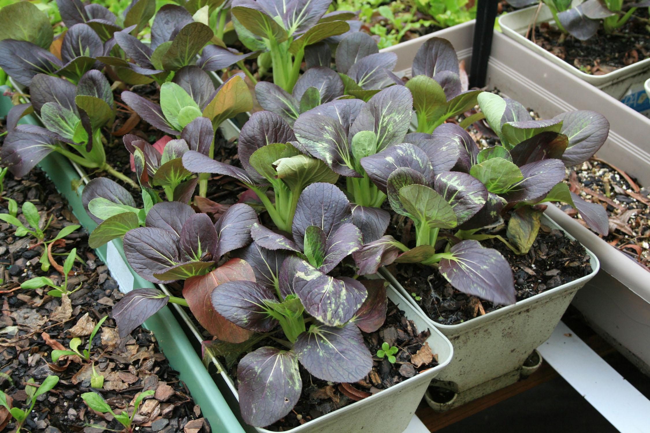 A variety of containers can be used for vegetable gardening, including stock nursery containers, subirrigated boxes and decorative planters. These red choi are growing in window boxes. (Photo by MSU Extension Service/Gary Bachman)