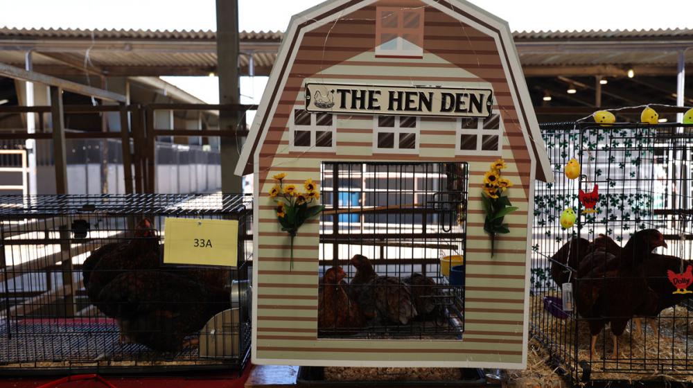 2022 Mississippi State 4-H Poultry Chain exhibition set up.