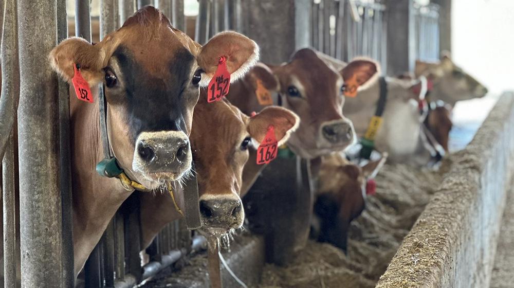 Jersey cows in the feed bunk.