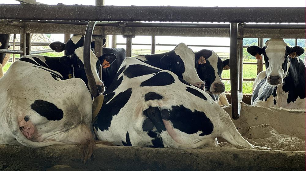 Holstein cows laying down in the free-stall bed.