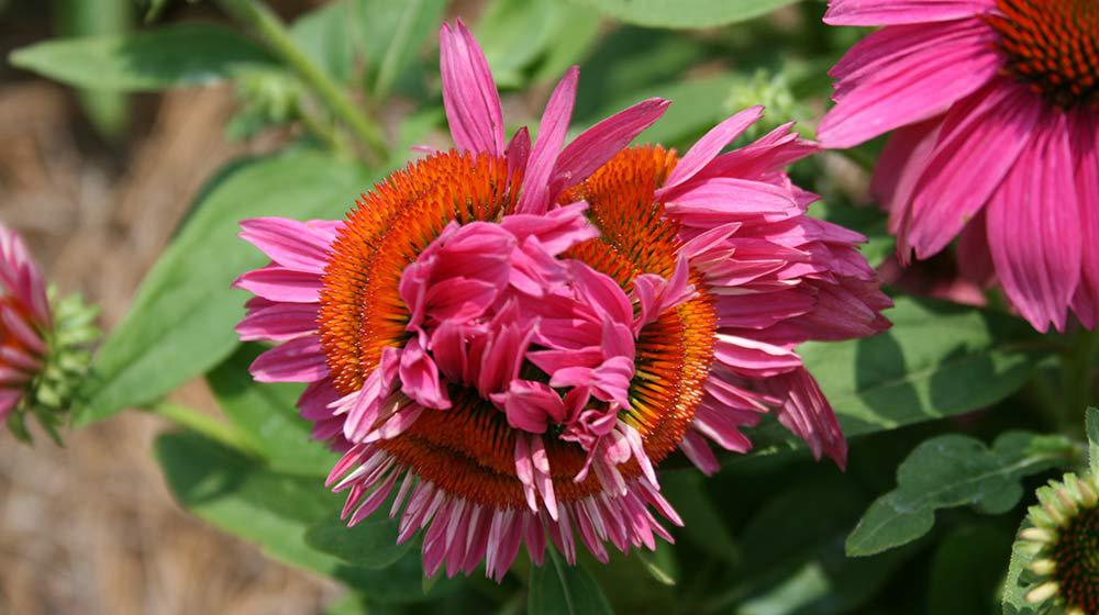 Echinacea Pow Wow Wild Berry Fascination 