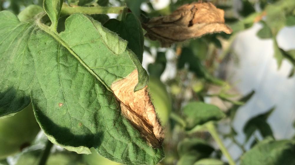 Botrytis gray mold on a tomato leaflet.