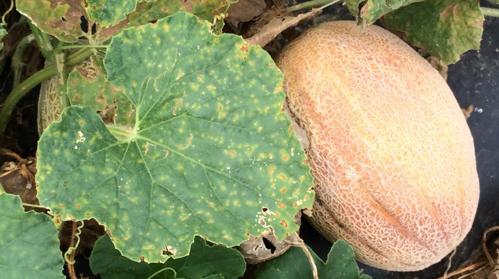 Downy mildew on cantaloupe.