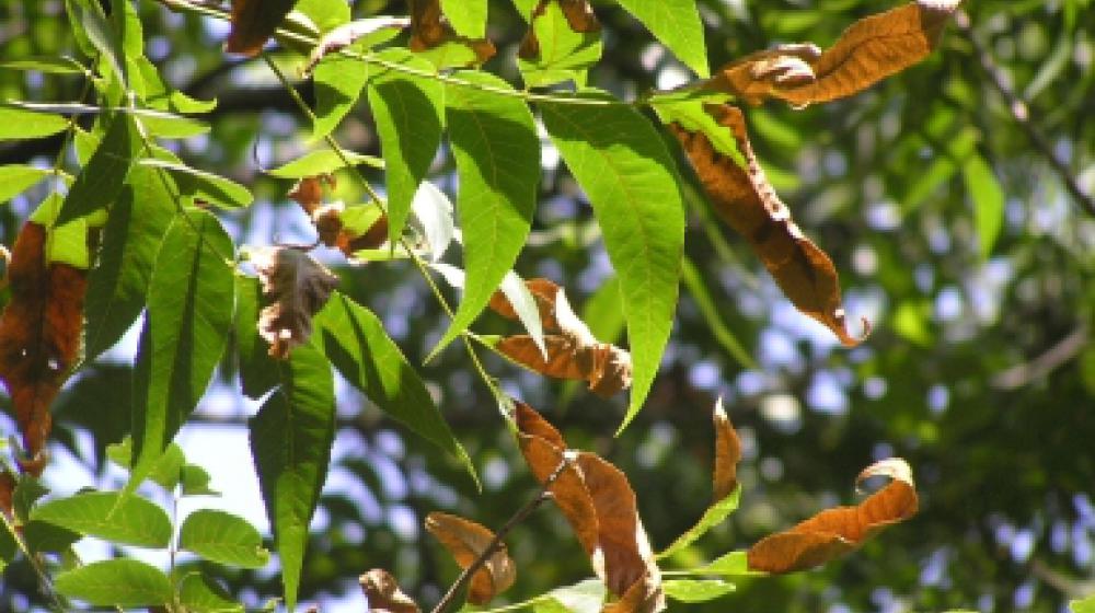 Pecan bacterial leaf scorch in pecan. 