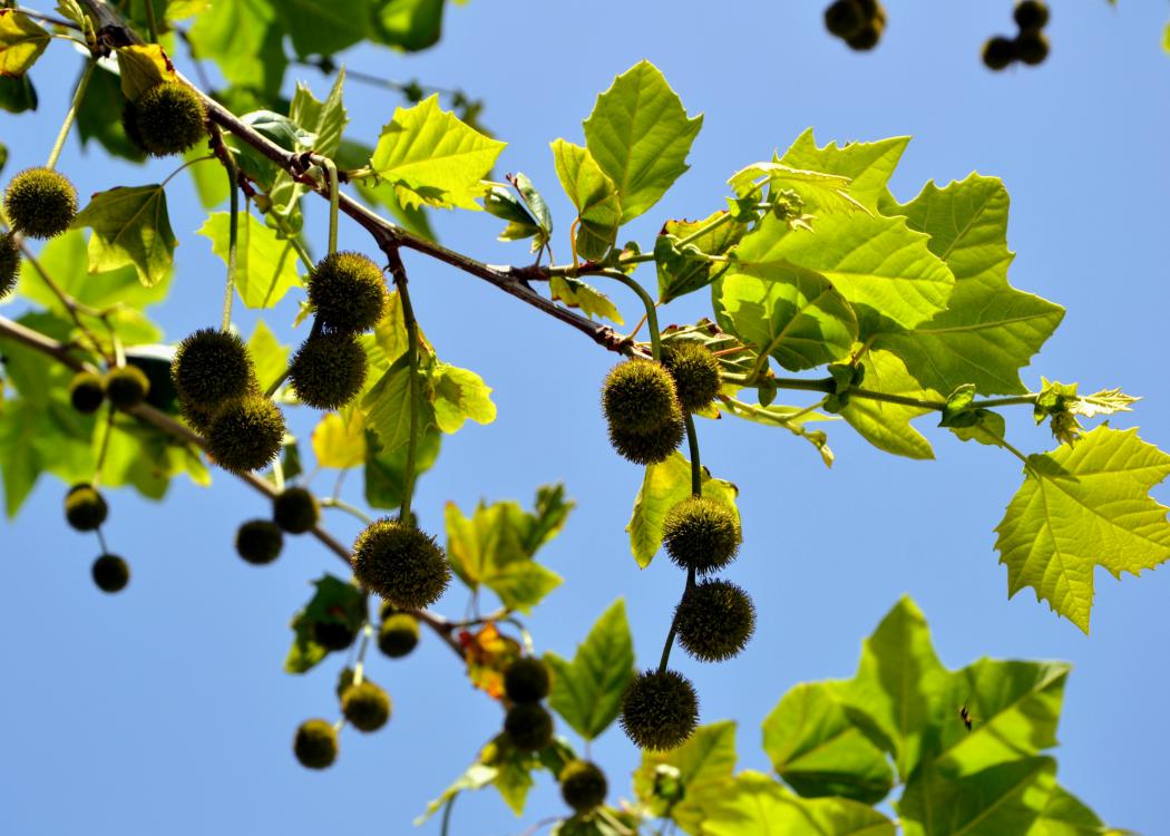 Sycamore leaves and fruit