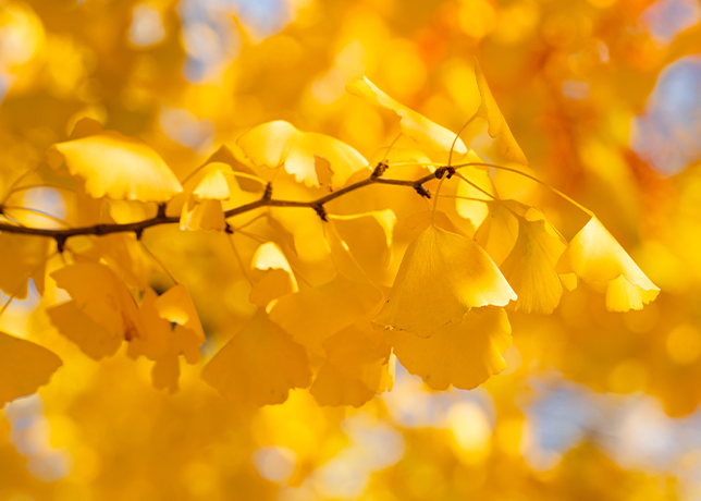 Ginkgo yellow leaves in the fall 