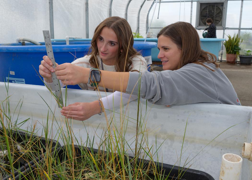 Two people use a ruler to measure plant height.