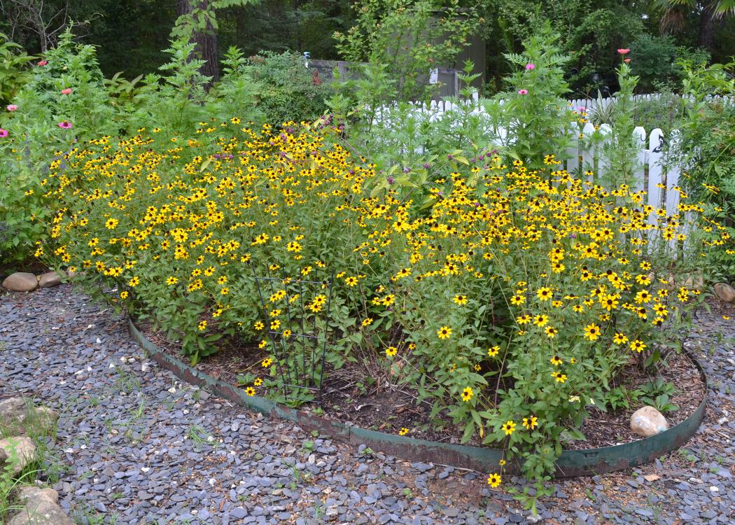 A patch of yellow flowers blooms in a garden.