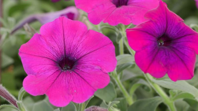 Cool Season Hanging Baskets, November 2024