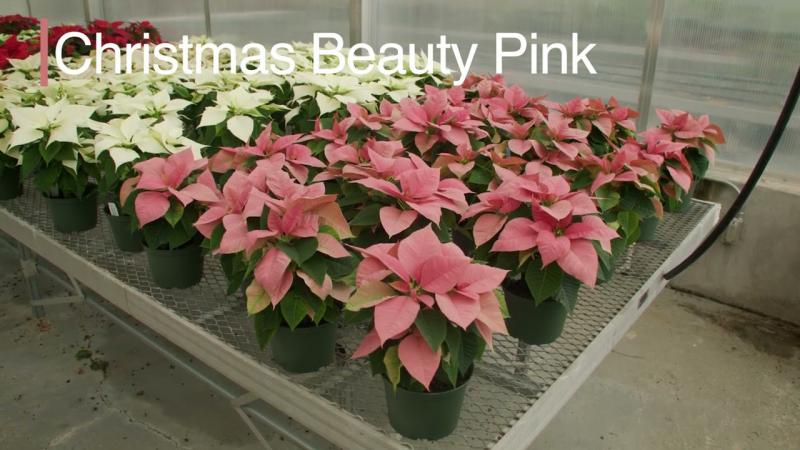 Nontraditional Poinsettias, December 2024