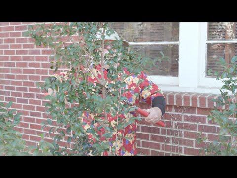 Pruning Camellias