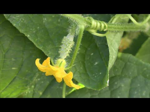 Growing Pickles