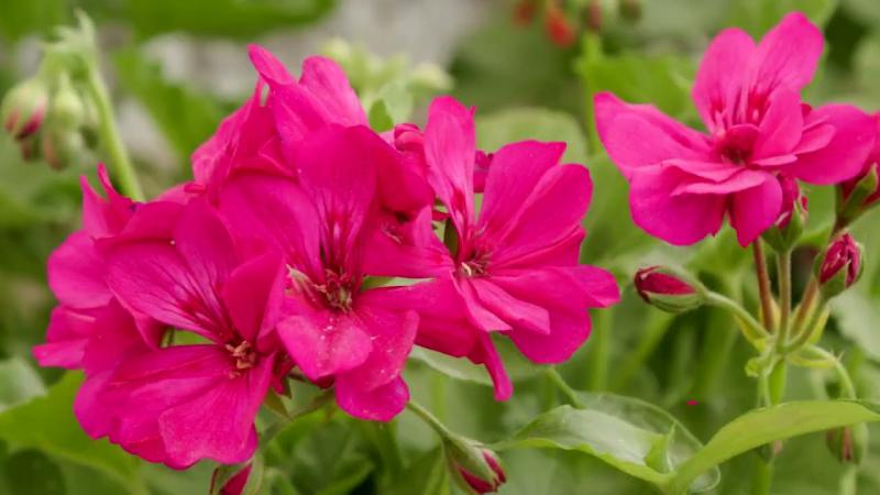 Calliope Geraniums, April 2023