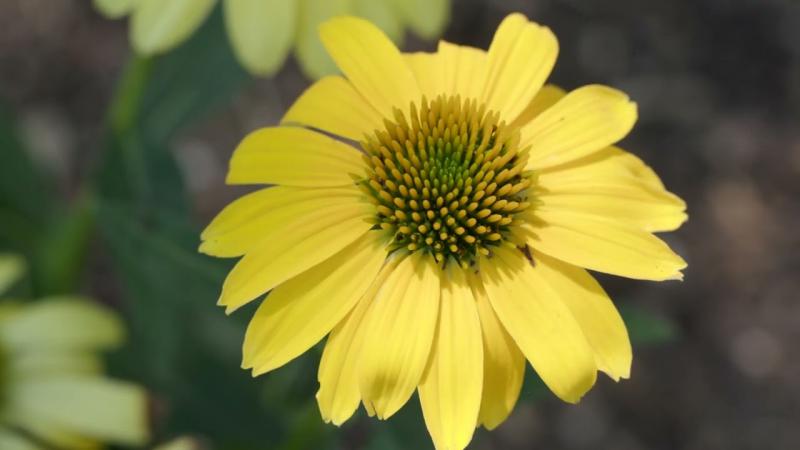 Echinacea Coneflowers, July 2024